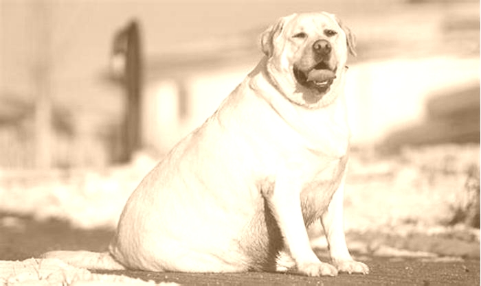 Why are so many Labradors overweight