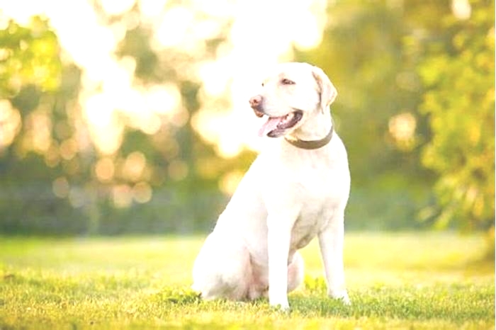 Why are some Labradors skinny?