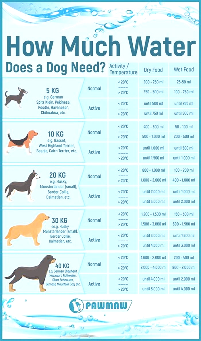 Why do Golden Retrievers drink a lot of water?