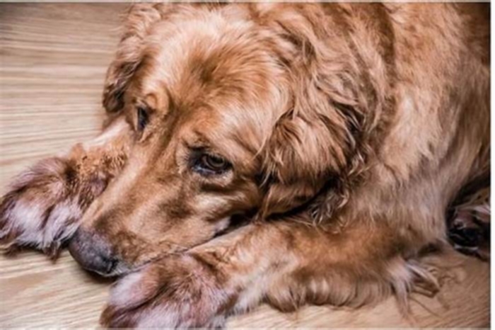 Why do Golden Retrievers get depressed