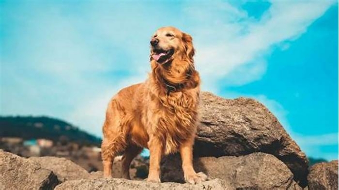 Why do Golden Retrievers have short lifespans?