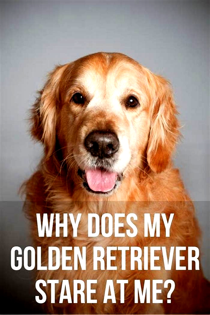 Why do Goldens stare at you