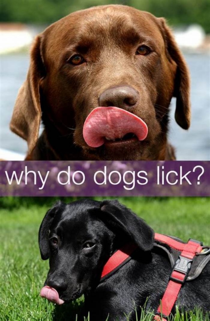 Why do Labradors lick so much