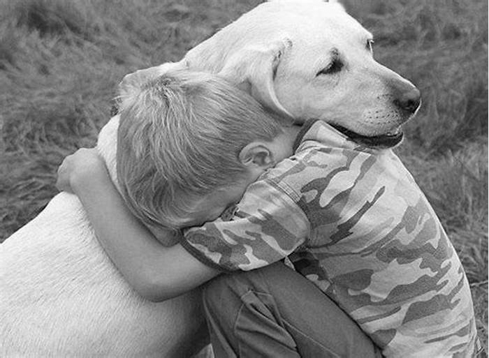 Why do Labradors like to cuddle?