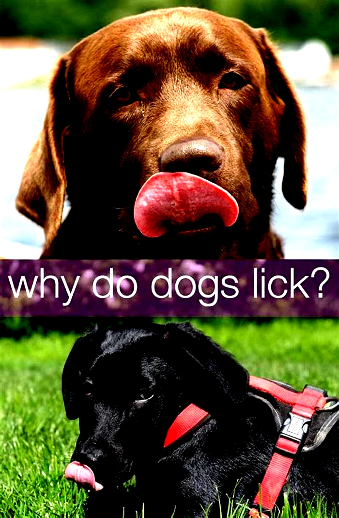 Why do Labradors like to lick?