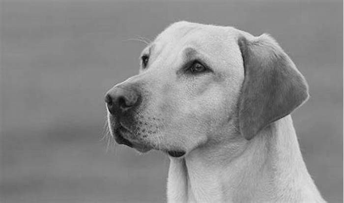 Why do Labradors smell?