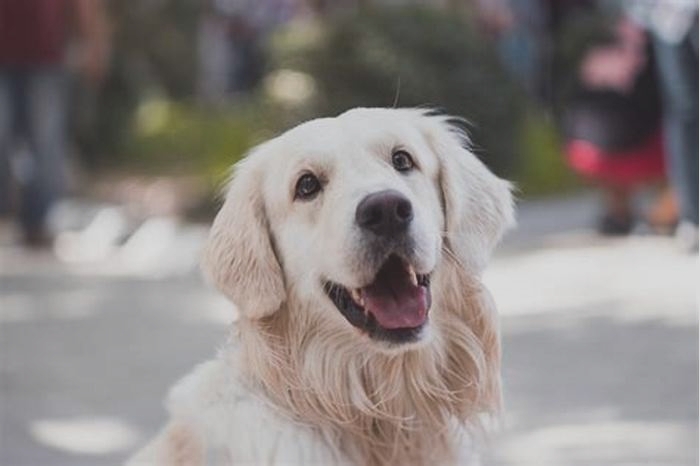 Why don't Golden Retrievers live longer?