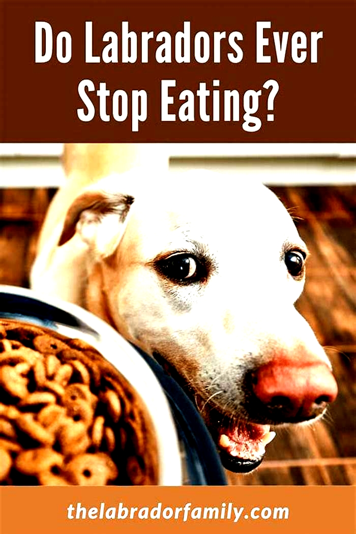 Why don t Labradors stop eating