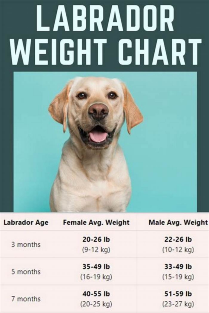 Why is my 13 year old Labrador losing weight