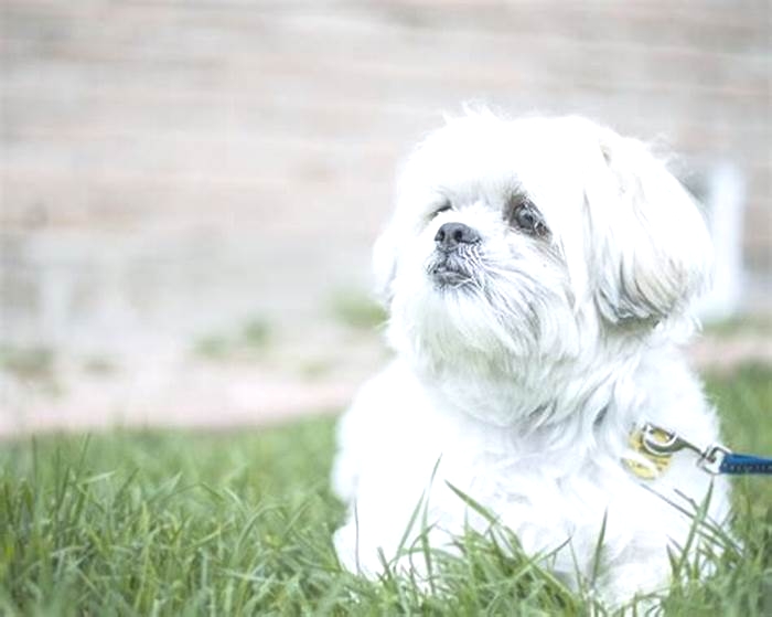 Why is my Maltese Shih Tzu so big?