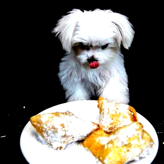 Why is my Maltese always hungry?