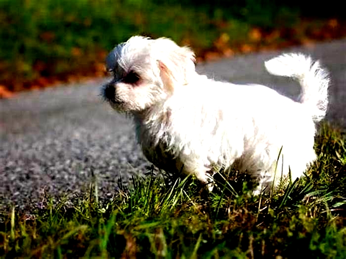 Why is my Maltese hair turning yellow?