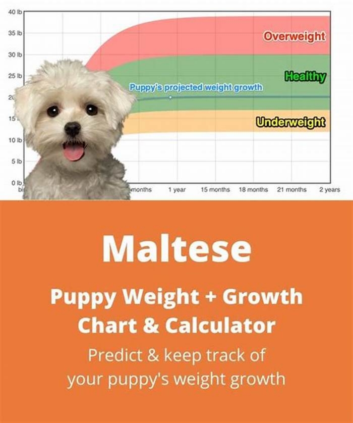 Why is my Maltese losing weight