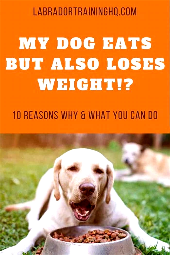 Why is my dog losing weight but still eating and drinking?