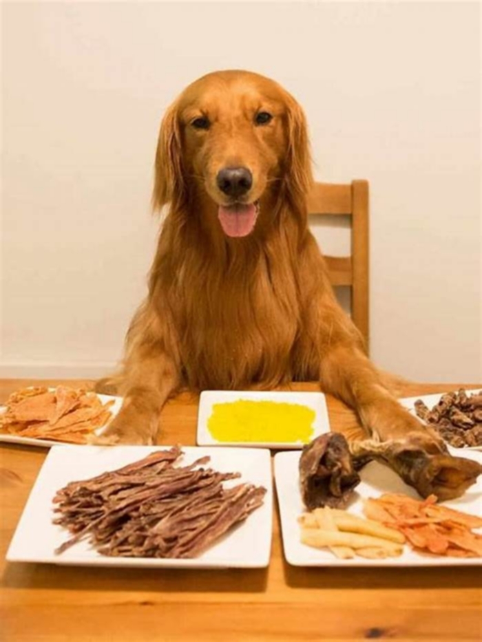 Why is my golden retriever so obsessed with food?