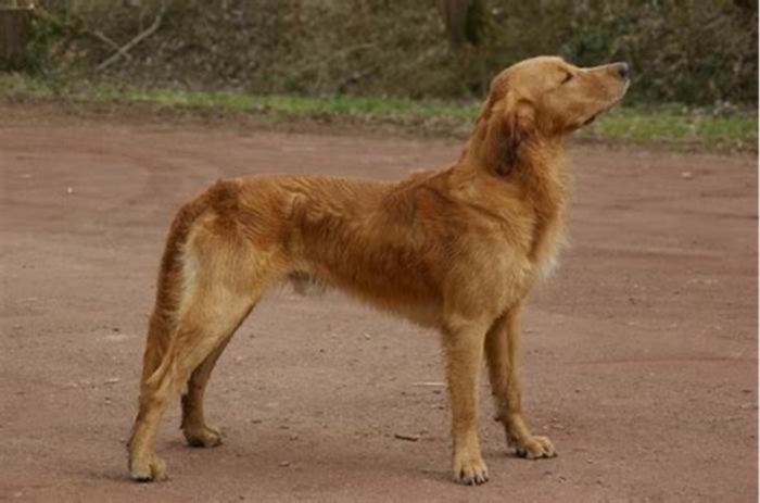 Why is my golden retriever so skinny?