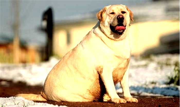 Why is my yellow lab so fat