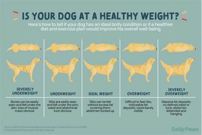 Why won't my dog gain weight without worms?