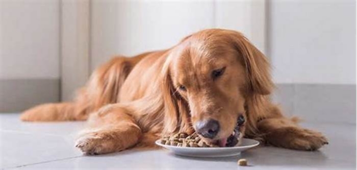 Will Golden Retrievers overeat?